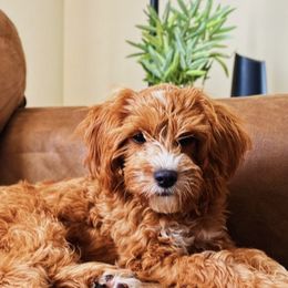 Cavapoos and Goldendoodles from AnnaBella Doodles