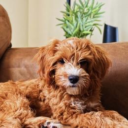 Cavapoos and Goldendoodles from AnnaBella Doodles