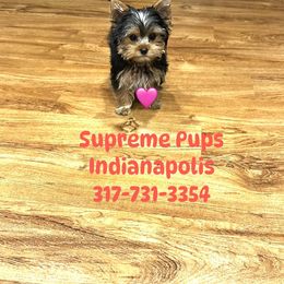 Gracie - Black and gold female Yorkshire Terrier puppy in Indianapolis, Indiana from Supreme Pups