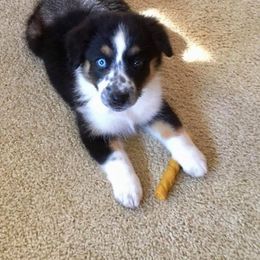 Australian Shepherd Puppies from Golden Triangle Aussies