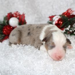 Miniature American Shepherd Puppies from Lone Pine Miniature American Shepherds