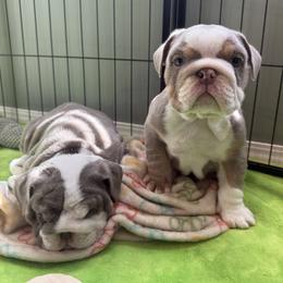 Bulldog Puppies from ABC Bulldogs