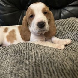 Basset Hound Puppies from Best Friends Bassets