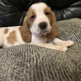 Basset Hound Puppies from Best Friends Bassets