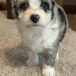 Aussiedoodle All Grown Up from Mini AussieDoodles on Meadow Lane