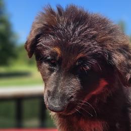 Ms. Liberty Belle - Black and red German Shepherd puppy in Columbus, Indiana from Stony Lonesome GSD