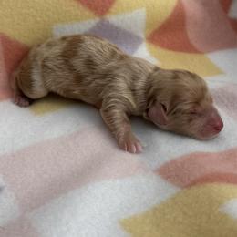 Boy 1 - Dapple male Dachshund puppy in Oklahoma from DRB Dachshunds