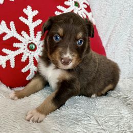Eloise - Red tri-color female Australian Shepherd puppy in Blomkest, Minnesota from Meljestic Farms