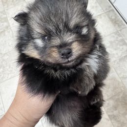 Creed - Wolf sable male Pomeranian puppy in Corydon, Indiana from Kortes Pomeranians
