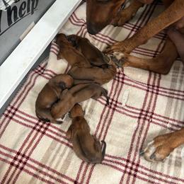 Ranger - Red wheaten male Rhodesian Ridgeback puppy in Carney, Oklahoma from River Run Parson Russell terriers & River Run Ridgebacks