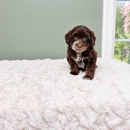 Emily in Paris - Chocolate female Labradoodle puppy in Springfield, Ohio from Dawson & Daryn's Royal Companions