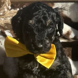 Goldendoodle puppies from Boulder Mountain Doodles