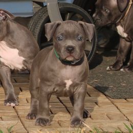 GREEN - Blue female American Bully puppy in Union County, North Carolina from XLRG BULLIES