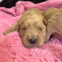 Skye - Golden female Golden Retriever puppy in Blackfoot, Idaho from Ivy’s Goldens