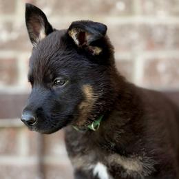 German Shepherd puppies from Angel Pups Deluxe