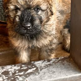 Sam - Fawn male Bouvier des Flandres puppy in Scottsdale, Arizona from Desert Diamonds Bouviers