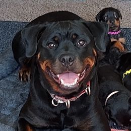 Hannah - Rottweiler