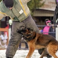 Belgian Malinois from Macabre Malinois
