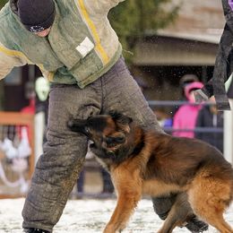 Belgian Malinois from Macabre Malinois