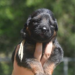 Tan collar female - Black and red female German Shepherd puppy in Marianna, Florida from Haus M Godwin