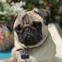 Winston - Pug