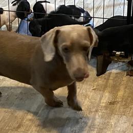 Bullet - Dachshund