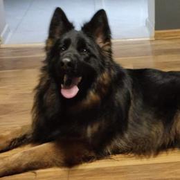 German Shepherds from ShadyOak Long Coat German Shepherds