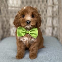 Boy or Girl - Apricot male Australian Labradoodle puppy in Elk Grove, California from Sacto Labradoodles