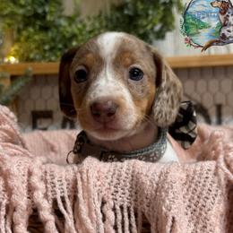 Big Mac - Dapple male Dachshund puppy in Fayetteville, West Virginia from Loop Creek Dachshunds