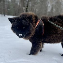 Mystic - Siberian Husky