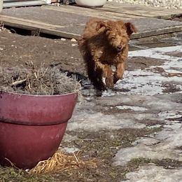 Aussiedoodle, Double Doodle, Goldendoodle, and Labradoodle Puppies from Doodle Paw Ranch