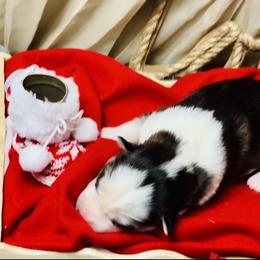 Tux - Black and white male Siberian Husky puppy in Atlanta, Georgia from Lobban Huskies