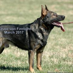 German Shepherds from Firelight German Shepherds