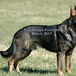 German Shepherds from Firelight German Shepherds