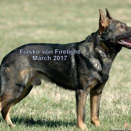 German Shepherds from Firelight German Shepherds