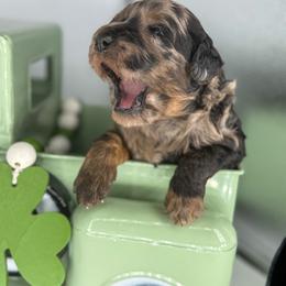 Buttercup - Merle female Goldendoodle puppy in Ocoee, Tennessee from Liberty Creek Farms