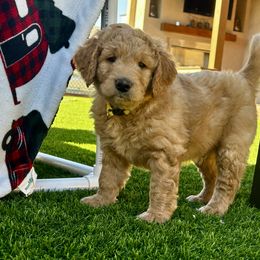 Goldendoodle Puppies from Golden Liberty Doodles