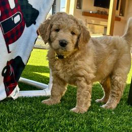 Goldendoodle Puppies from Golden Liberty Doodles