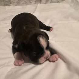 Boy 2 - Black brindle and white male Boston Terrier puppy in Brookville, Ohio from Best Friend Bostons