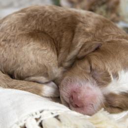 Girl 2 - Goldendoodle puppy in Chesapeake, Virginia from Havens Doodles
