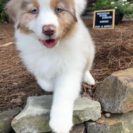 Cinder - Red merle female Australian Shepherd puppy in Murrayville, Georgia from Mountain Ridge Aussies