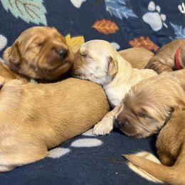 Female 2 - Dark golden female Golden Retriever puppy in Boise, Idaho from Mountain Reign Golden Retrievers