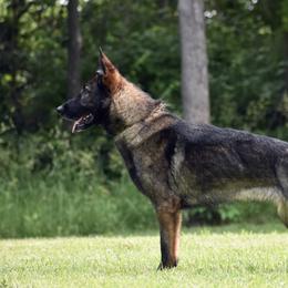 Nemesis z weberhaus - German Shepherd