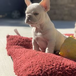 Iceburger - French Bulldog puppy in Fredericksburg, Texas from Frenchiebred