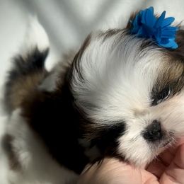 Teddy Bear - Black gold and white Shih Tzu puppy in Frederick, Maryland from Shih Tzu Puppy in Maryland