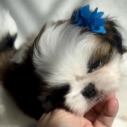Teddy Bear - Black gold and white Shih Tzu puppy in Frederick, Maryland from Shih Tzu Puppy in Maryland