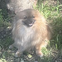 SkyeRella - Pomeranian