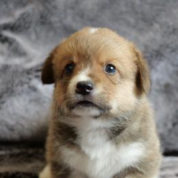 Bagel - Red male Pembroke Welsh Corgi puppy in California City, California from Piff N Puff Corgis
