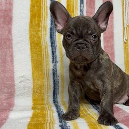 French Bulldog Puppies from South Texas Frenchies