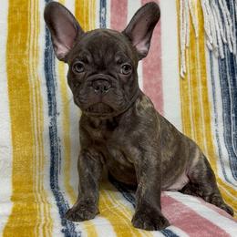 French Bulldog Puppies from South Texas Frenchies